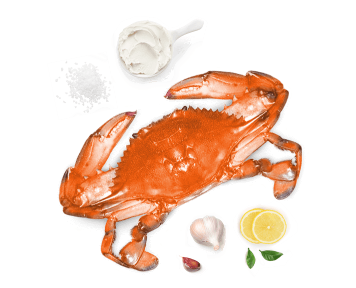a sea creature with a white background